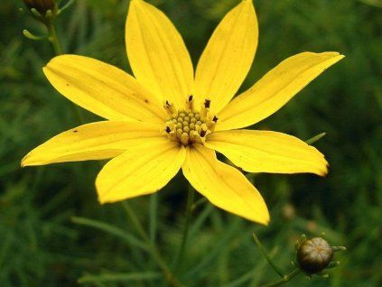 Krásnoočko přeslenité 'Zagreb' - Coreopsis verticillata 'Zagreb'  Coreopsis verticillata 'Zagreb'