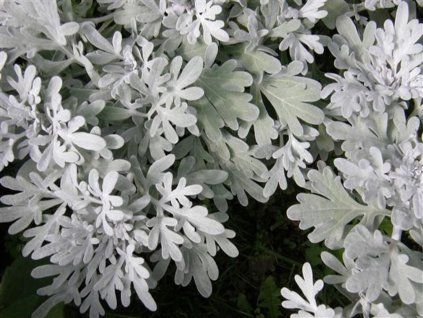 Pelyněk stříbřitý 'Silver Brocade' - Artemisia stelleriana 'Silver Brocade'  Artemisia stelleriana 'Silver Brocade'