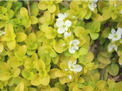 Rozrazil plazivý 'Sunshine' - Veronica repens 'Sunshine'  Veronica repens 'Sunshine'