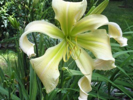 Denivka 'Desert Icicle' - Hemerocallis 'Desert Icicle'  Hemerocallis 'Desert Icicle'
