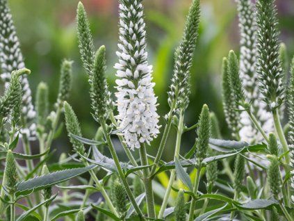 Rozrazil dlouholistý 'Alba' - Veronica longifolia 'Alba'  Veronica longifolia 'Alba'