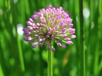 Česnek šerý 'Little Sapphire' - Allium senescens 'Little Sapphire'  Allium senescens 'Little Sapphire'