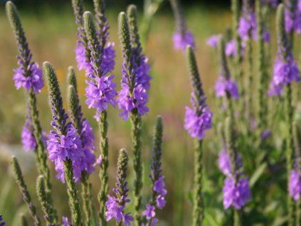 Sporýš přímý - Verbena stricta  Verbena stricta