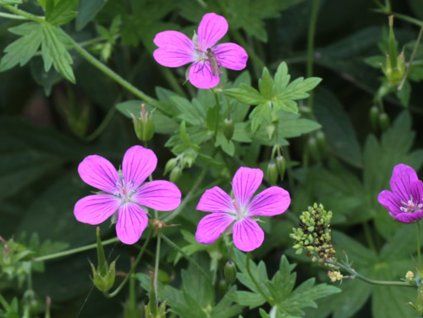 Kakost bahenní - Geranium palustre  Geraniumpalustre