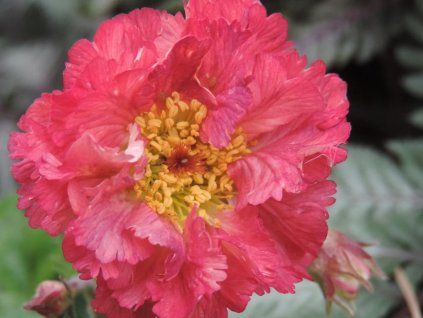 Kuklík hybr. 'Bohema Pink' - Geum hybr. 'Bohema Pink'  Geum hybr. 'Bohema Pink'