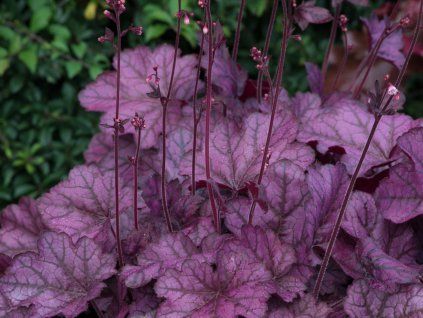 Dlužicha 'Wild Rose' - Heuchera 'Wild Rose'  Heuchera 'Wild Rose'