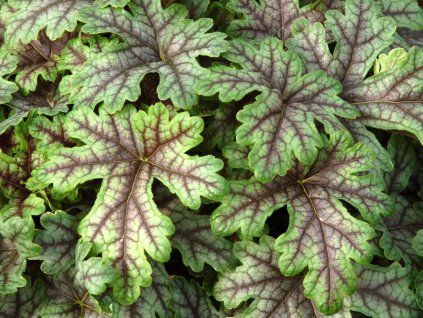 Dlužicha 'Tapestry' - Heuchera 'Tapestry'  Heuchera 'Tapestry'
