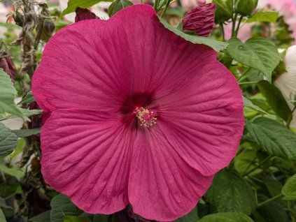 Ibišek bahenní F1 'Luna Rose'  Hibiscus moscheutos F1 'Luna Rose'