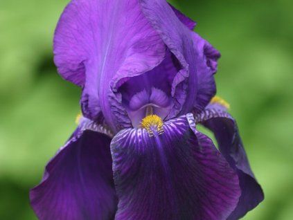 Kosatec německý 'Bishop's Robe' - Iris germanica 'Bishop's Robe'  Iris germanica 'Bishop's Robe'
