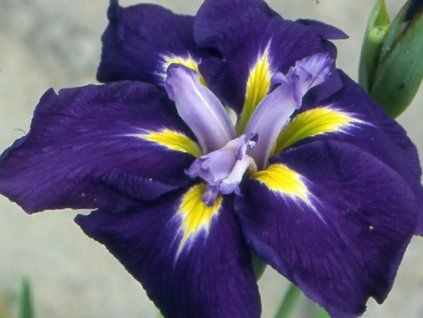 Kosatec Kaempferův 'Sensation' - Iris kaempferii 'Sensation'  Iris kaempferii'Sensation'