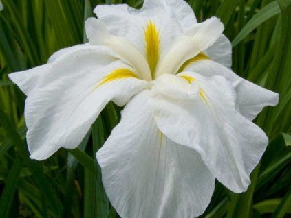Kosatec Kaempferův 'White Ladies' - Iris kaempferii 'White Ladies'  Iris kaempferii'White Ladies'
