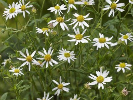 Kalimeris (japonská astra) 'Alba' - Kalimeris incisa 'Alba'  Kalimeris incisa 'Alba'