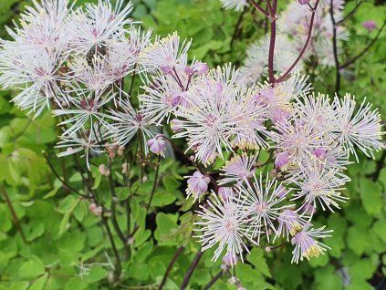 Žluťucha orlíčkolistá 'Nimbus White' - Thalictrum aquilegifolium 'Nimbus White'  Thalictrum aquilegifolium 'Nimbus White'