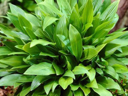 Bohyška clausa var normalis  Hosta clausa var normalis
