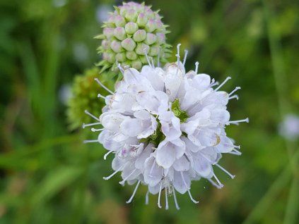 Čertkusek přehnutý 'Frosted Pearls' - Succisella inflexa 'Frosted Pearls'  Succisella inflexa 'Frosted Pearls'