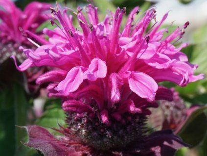 Zavinutka x hybr 'Bee-True' - Monarda x hybr 'Bee-True'  Monarda x hybr 'Bee-True'