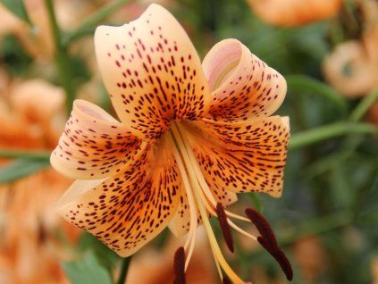 Lilie tygří 'Tiger Babies' - Lilium tigrinum 'Tiger Babies'  Lilium tigrinum