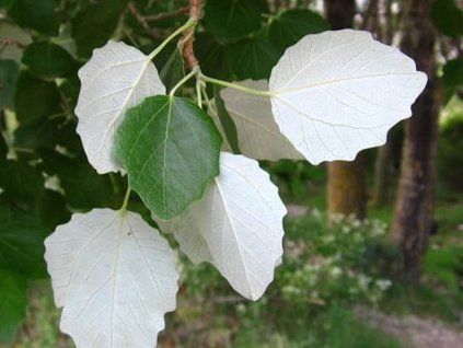 bolleana