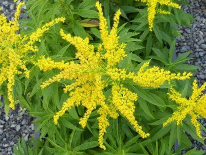 Zlatobýl x hybr. 'Strahlenkrone' - Solidago x hybr. 'Strahlenkrone'  Solidago x hybr. 'Strahlenkrone'