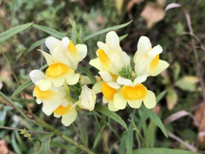 Lnice obecná - Linaria vulgaris  Linaria vulgaris