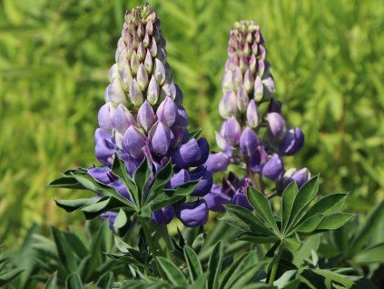 Lupina mnoholistá 'Persian Slipper' - Lupinus polyphyllus 'Persian Slipper'  Lupinus polyphyllus 'Persian Slipper'