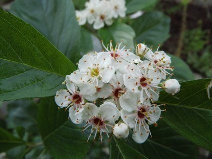 Hloh Lavallův 'Carrierei'  Crataegus x lavalleei 'Carrierei'
