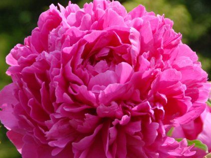Pivoňka čínská 'Felix Supreme' - Paeonia lactiflora  'Felix Supreme'  Paeonia lactiflora 'Felix Supreme'