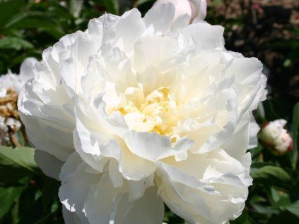 Pivoňka čínská 'Gardenia' - Paeonia lactiflora 'Gardenia'  Paeonia lactiflora 'Gardenia'