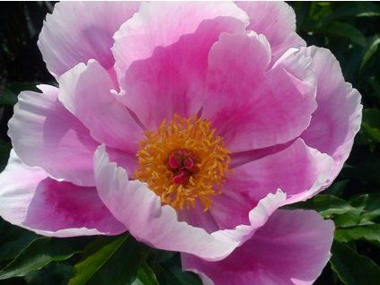 Pivoňka čínská 'Holbein' - Paeonia lactiflora 'Holbein'  Paeonia lactiflora 'Holbein'