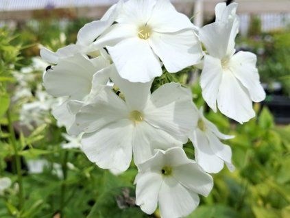 Plaménka latnatá 'Early® White' - Phlox paniculata 'Early® White'  Phlox paniculata 'Early White'