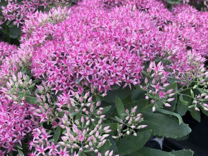 Rozchodník nádherný 'Pride and Joy' - Sedum spectabile 'Pride and Joy'  Sedum spectabile 'Pride and Joy'