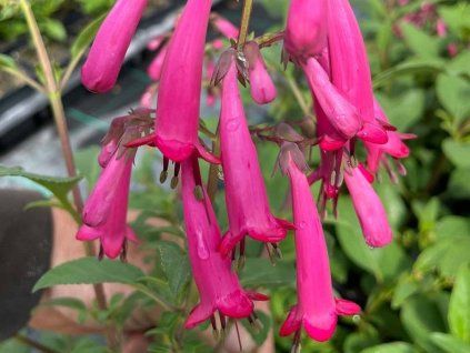 Kapská fuchsie 'Candy Drops Deep Rose' - Phygelius rectus 'Candy Drops Deep Rose'  Phygelius rectus 'Candy Drops Deep Rose'