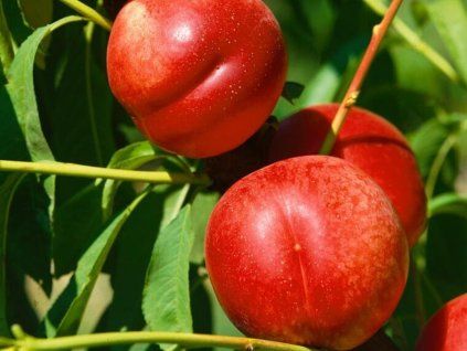 Nektarinka 'Fantasia' - kontejner  Prunus persica 'Fantasia'
