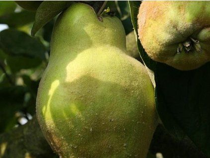 Kdouloň obecná 'Lescovac'  Cydonia oblonga 'Lescovac'