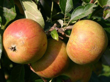Jabloň 'Coxova Reneta'  Malus domestica 'Coxova Reneta'