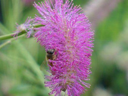 Krvavec výchoasijský 'Pink Elephant' - Sanguisorba tenuifolia 'Pink Elephant'  Sanguisorba tenuifolia 'Pink Elephant'