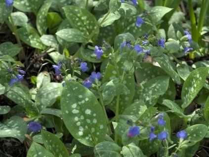 Plicník skvrnitý 'Smokey Blue' - Pulmonaria saccharata ‘Smokey Blue’  Pulmonaria saccharata ‘Smokey Blue’