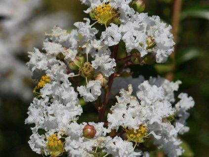 Lagerstroémie 'Bianca'  Lagerstroemia indica 'Bianca'