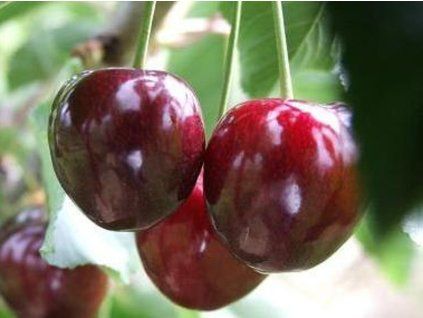 Třešeň 'Lapins'  Prunus avium 'Lapins'