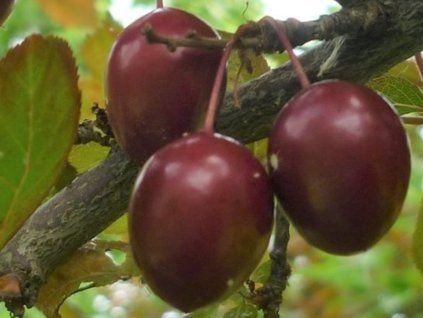 Ryngle 'Kroos Pearl Beauty'  Prunus domestica subsp. italica 'Kroos Pearl Beauty'