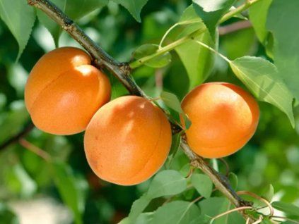 Meruňka 'Tros Oranje'  Prunus armeniaca 'Tros Oranje'