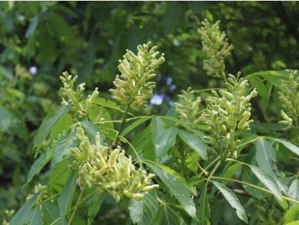 Jírovec přehlížený  Aesculus × neglecta