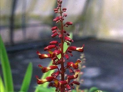 Jírovec přehlížený 'Georgiana'  Aesculus × neglecta'Georgiana'