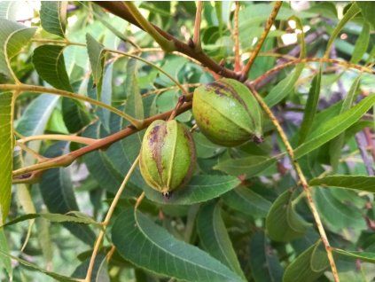 Ořechovec pekanový 'Choctaw'  Carya illinoinensis 'Choctaw'