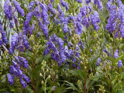 Oměj Carmichaelův 'Pershore Abbey' - Aconitum carmichaelii 'Pershore Abbey'  Aconitum carmichaelii 'Pershore Abbey'
