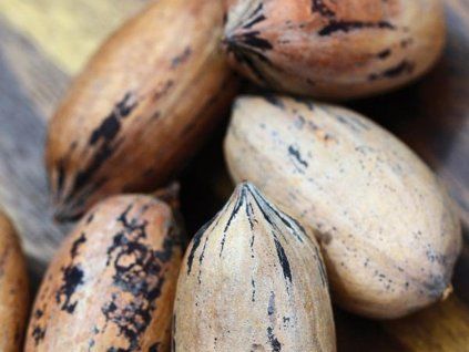 Ořechovec pekanový 'Mohawk'  Carya illinoinensis 'Mohawk'