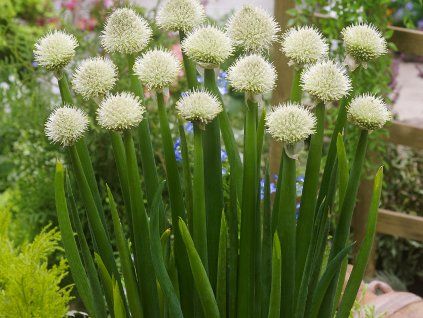 Cibule zimní (Ošlejch) - Allium fistulosum var. bulbiferum  Allium fistulosum var. bulbiferum