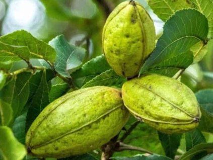 Ořechovec pekanový 'Pawnee'  Carya illinoinensis 'Pawnee'