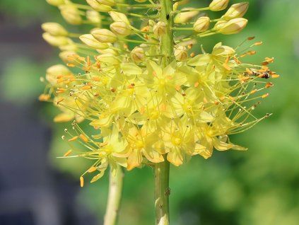 Liliochvostec 'Solid Yellow' - Eremurus isabellinus 'Solid Yellow'  Eremurusisabellinus 'Solid Yellow'
