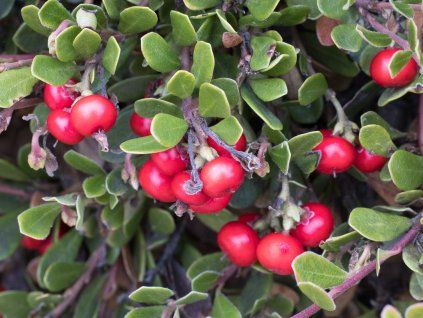 Medvědice lékařská - Arctostaphylos uva-ursi  Arctostaphylos uva-ursi